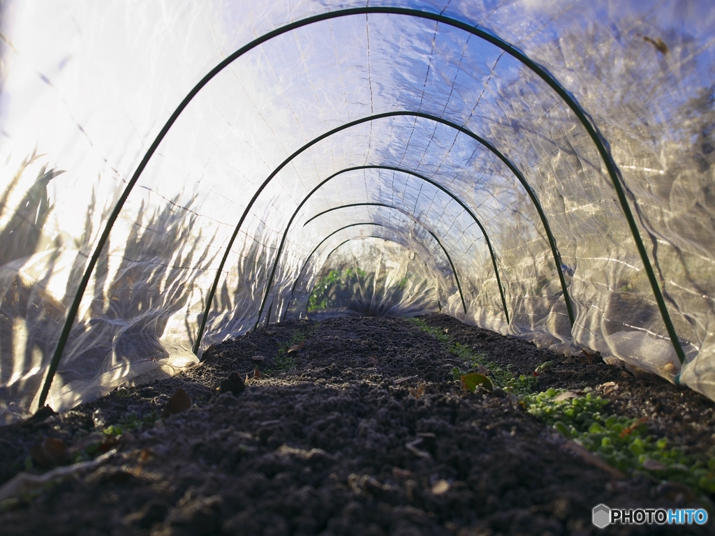 Warm Seed Bed