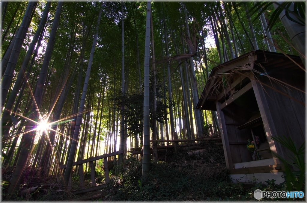 冬の竹林 １