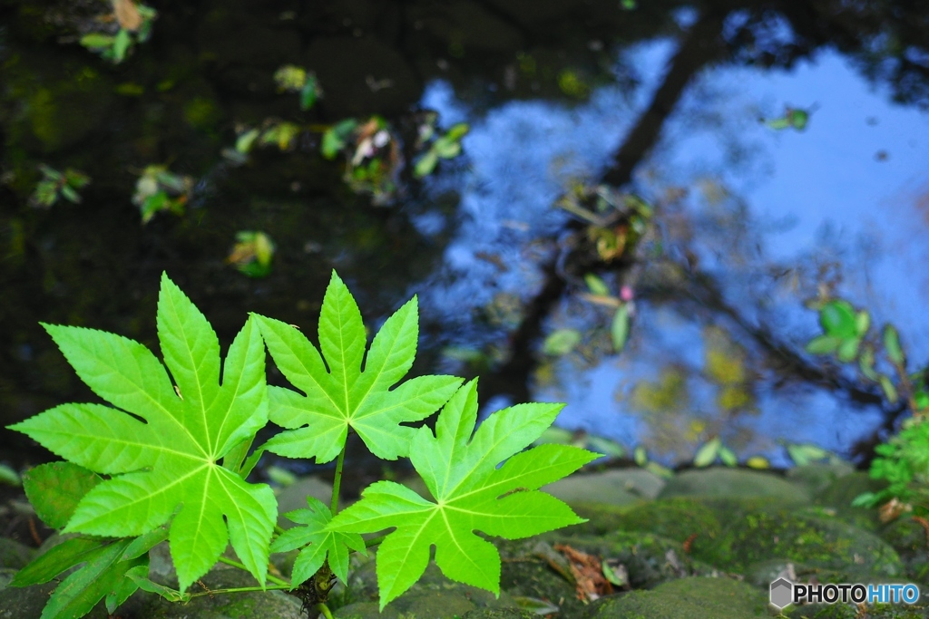 Spring Green