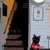 DISPLAY -Katze-