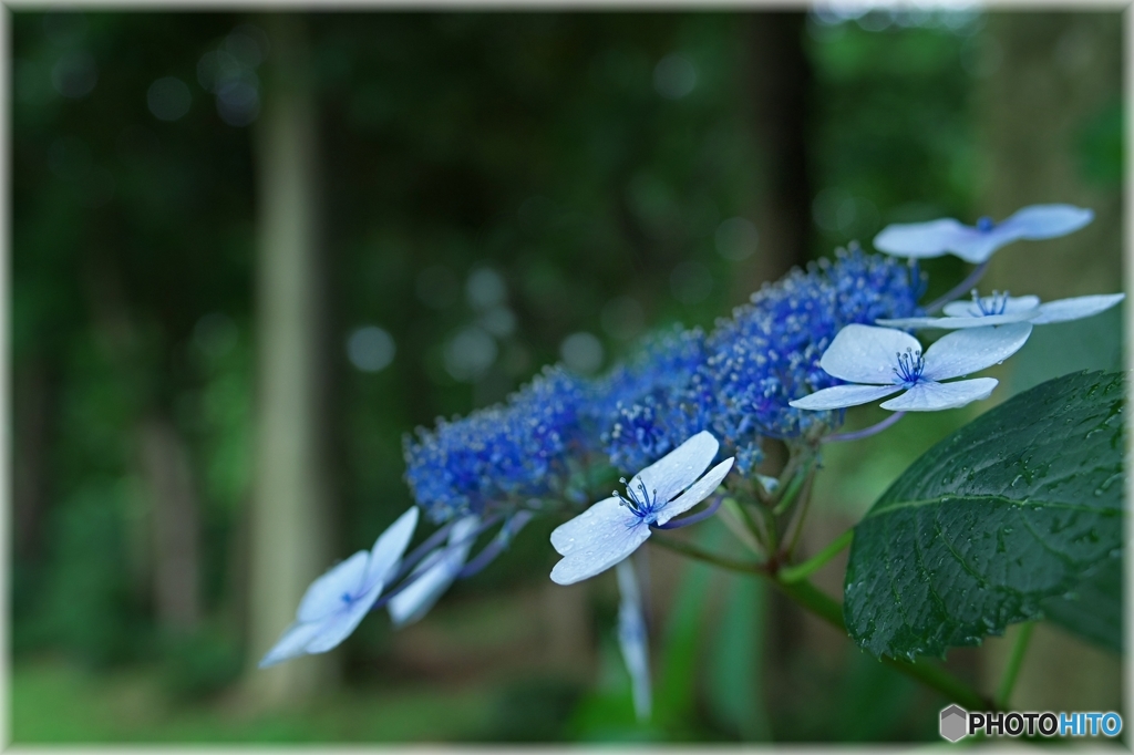 Hydrangea Garden 2