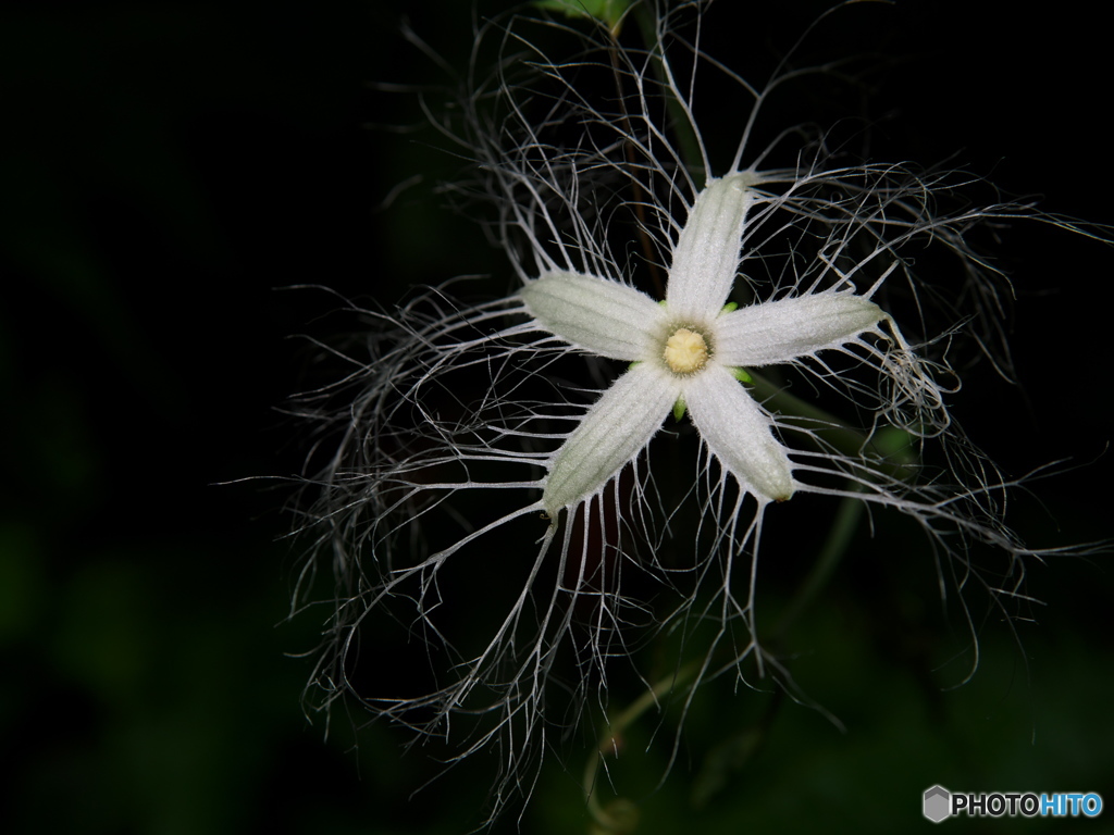 SUMMER NIGHT STAR