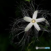 SUMMER NIGHT STAR