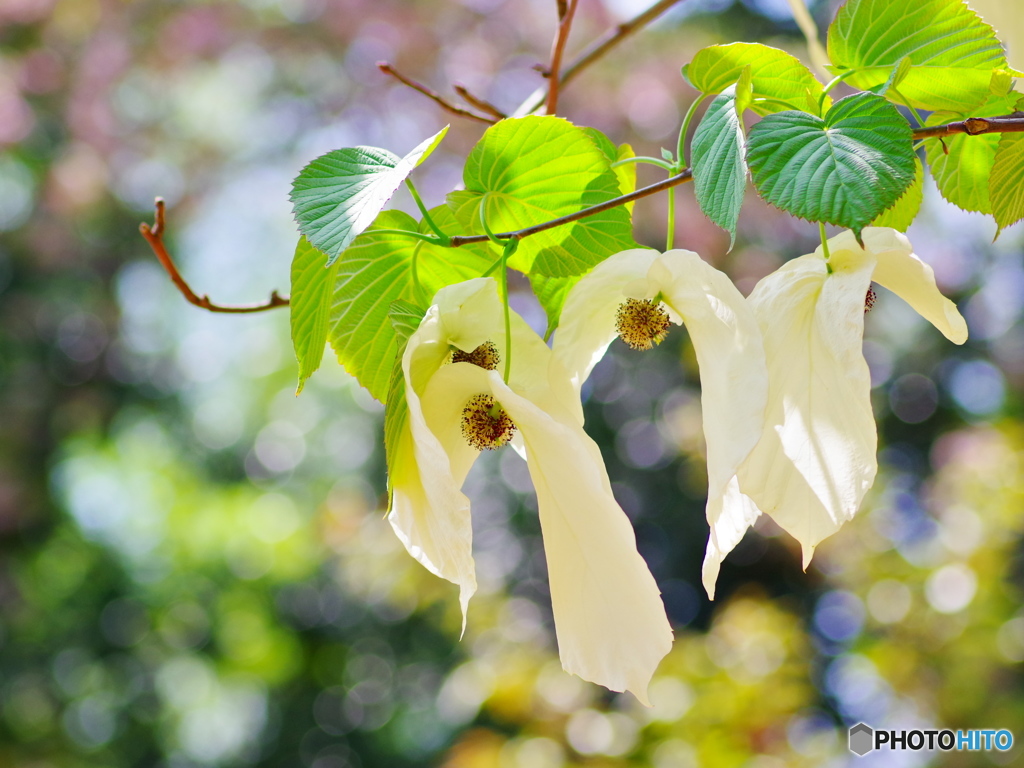 Spring -Dove Tree-