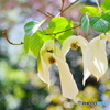 Spring -Dove Tree-