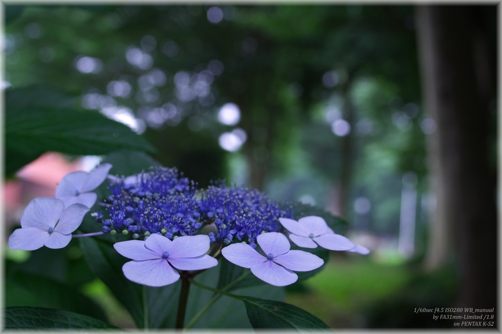 Hydrangea Garden