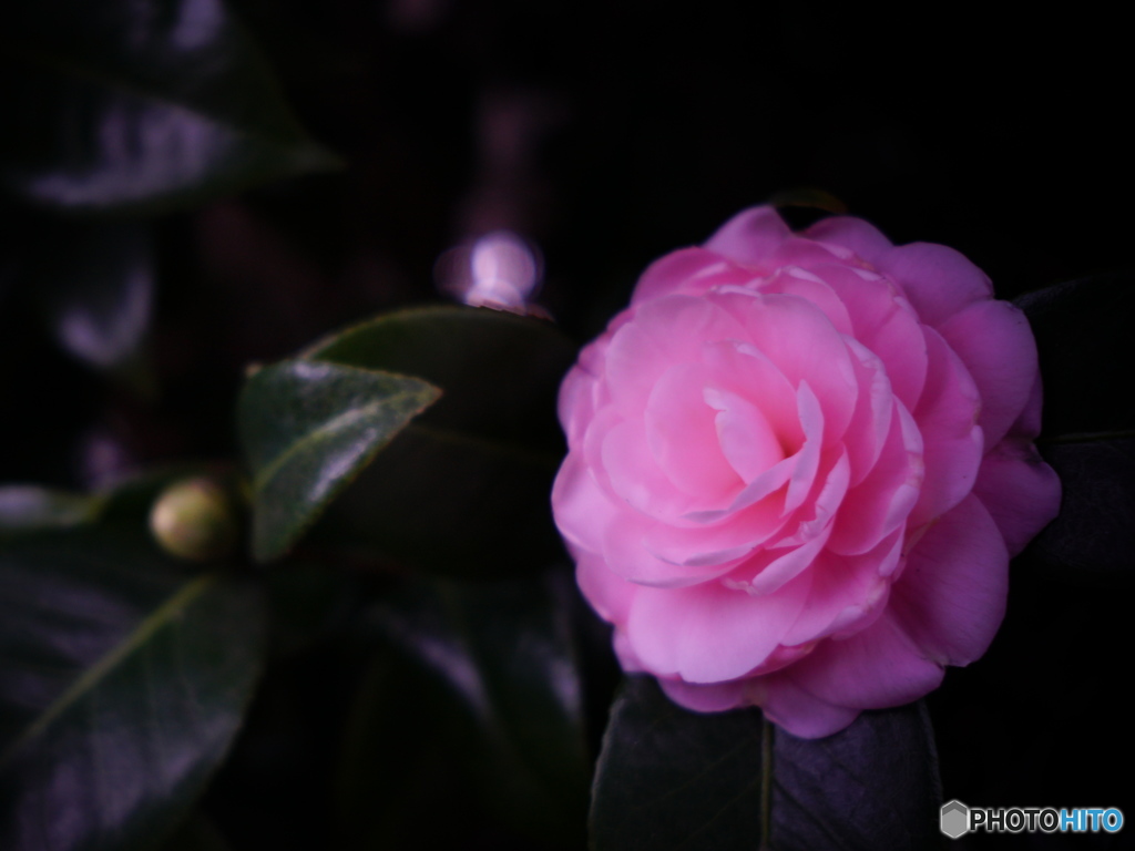彩 - Winter II -