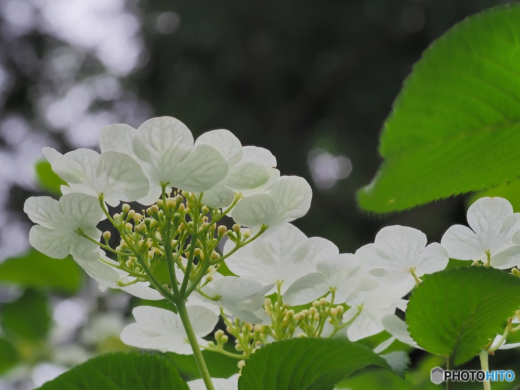 山紫陽花