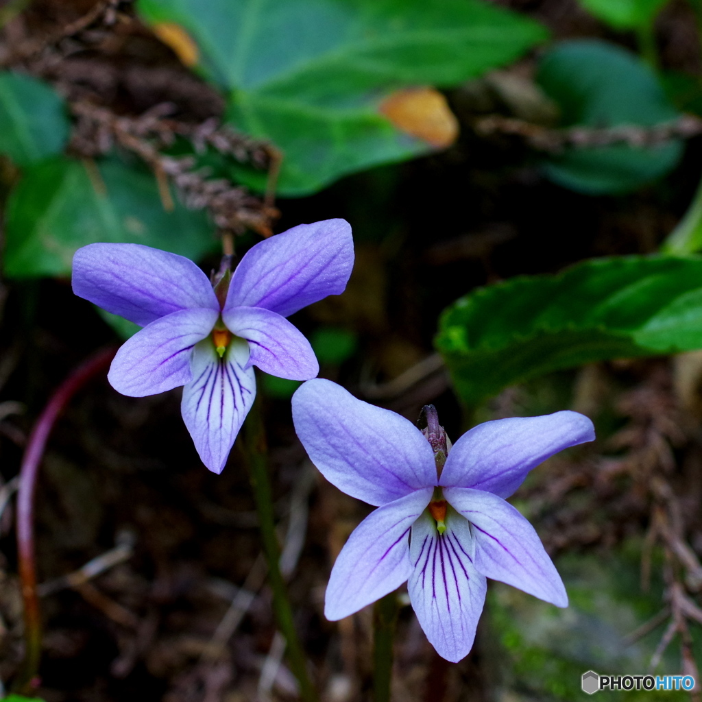 Viola -Spring-