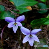 Viola -Spring-