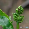 OLD EYE -萌芽-