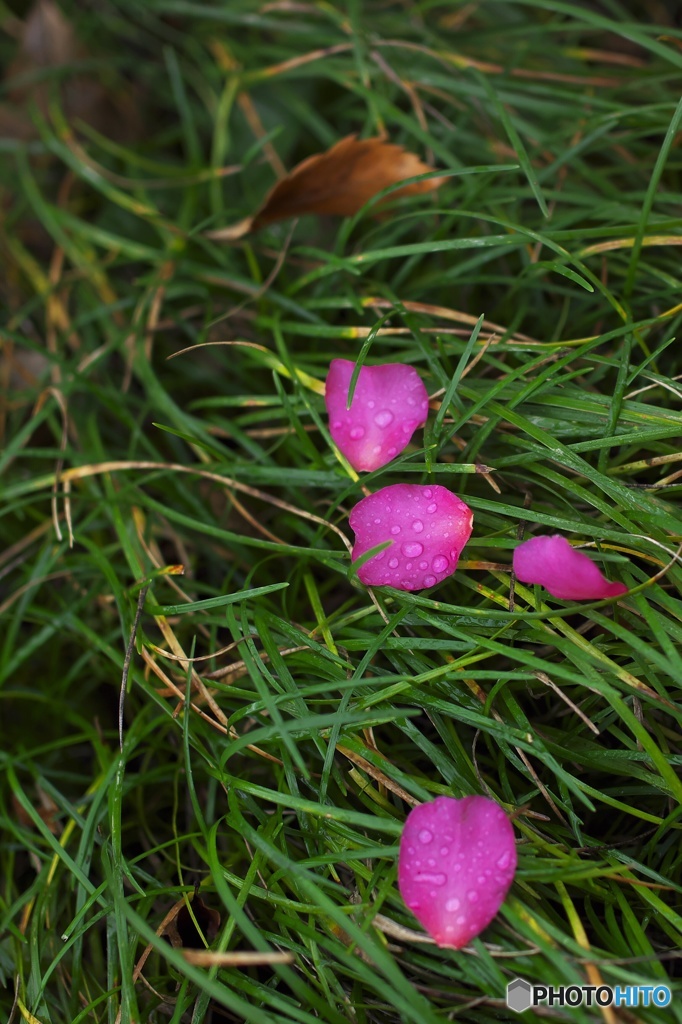 Sazanka