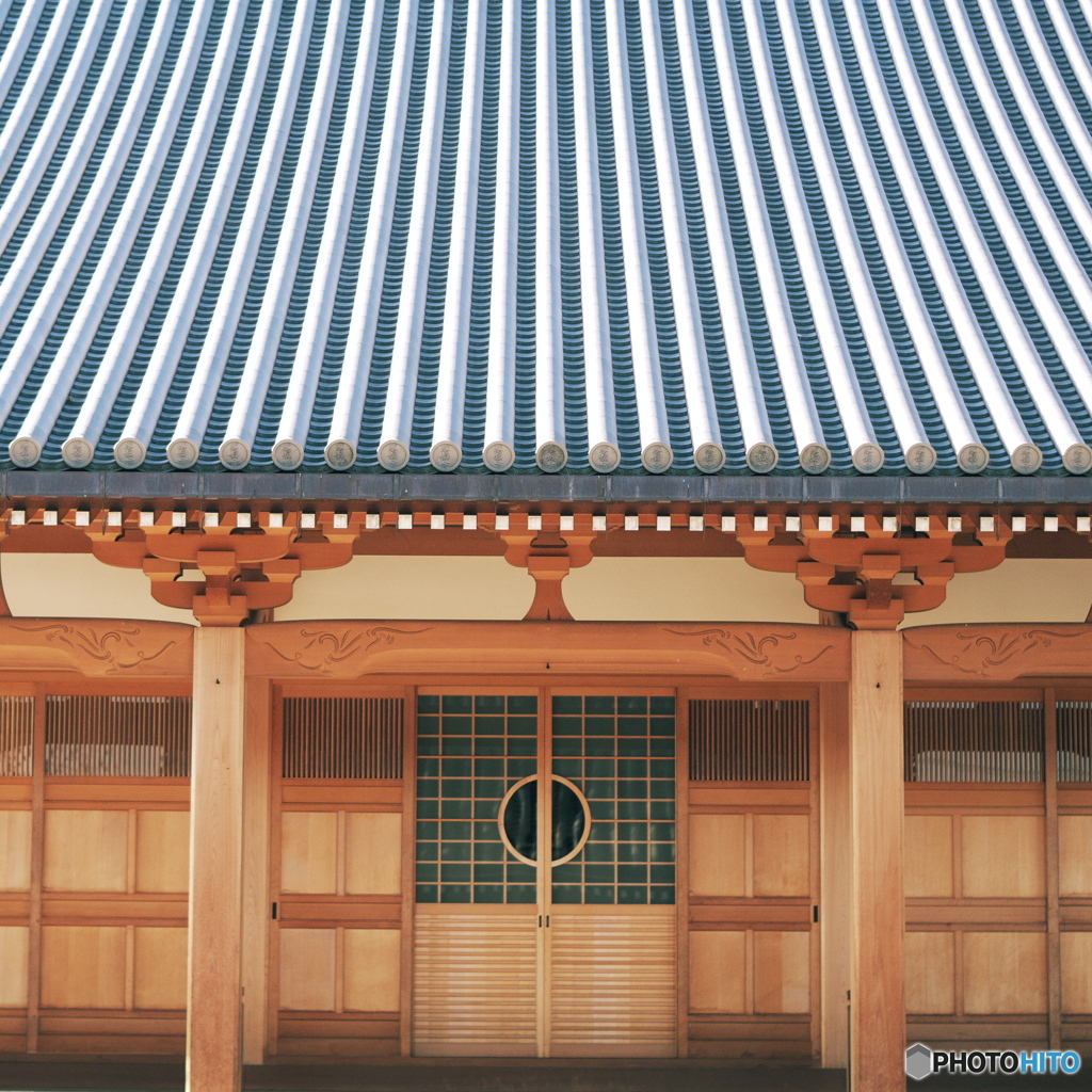 迎春 -2025-