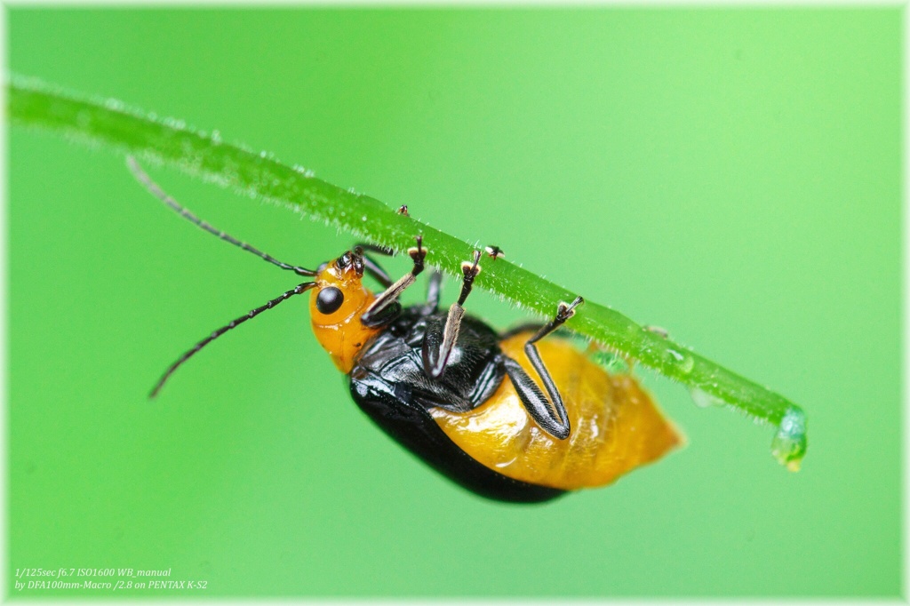 Leaf beetle