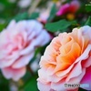 おうち点描 -Rose 3-