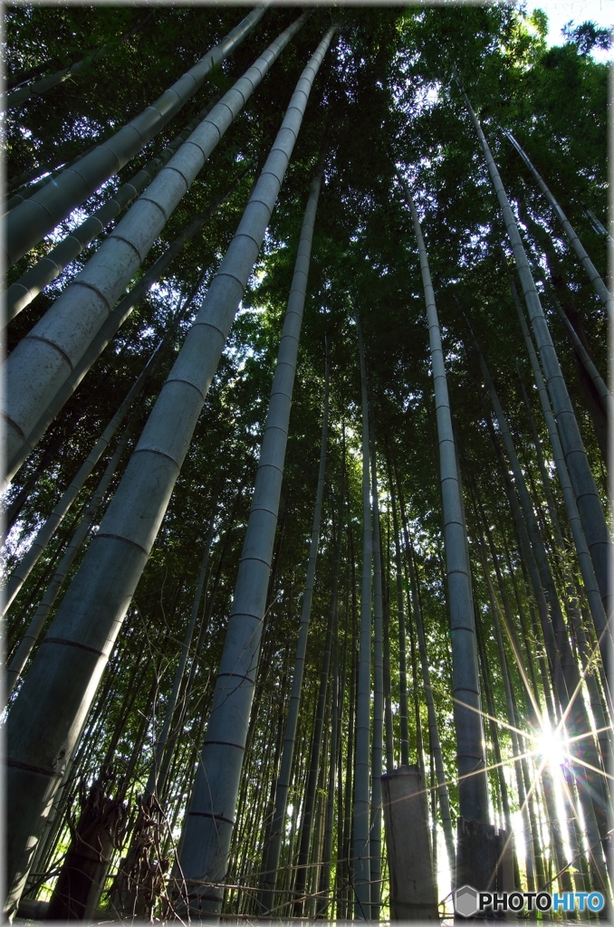冬の竹林 ２