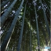 冬の竹林 ２