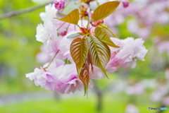 Spring -若葉-