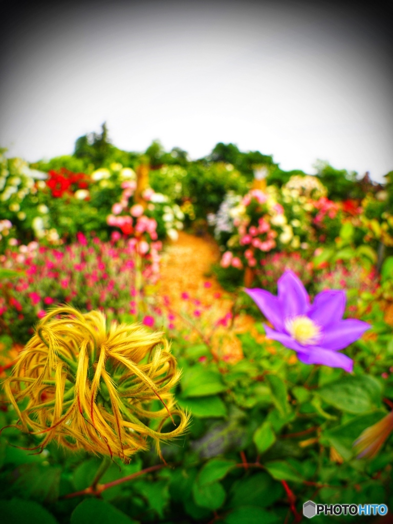 Clematis Garden