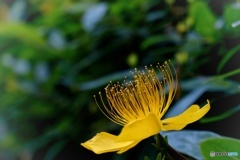 PETAL -雄蕊-