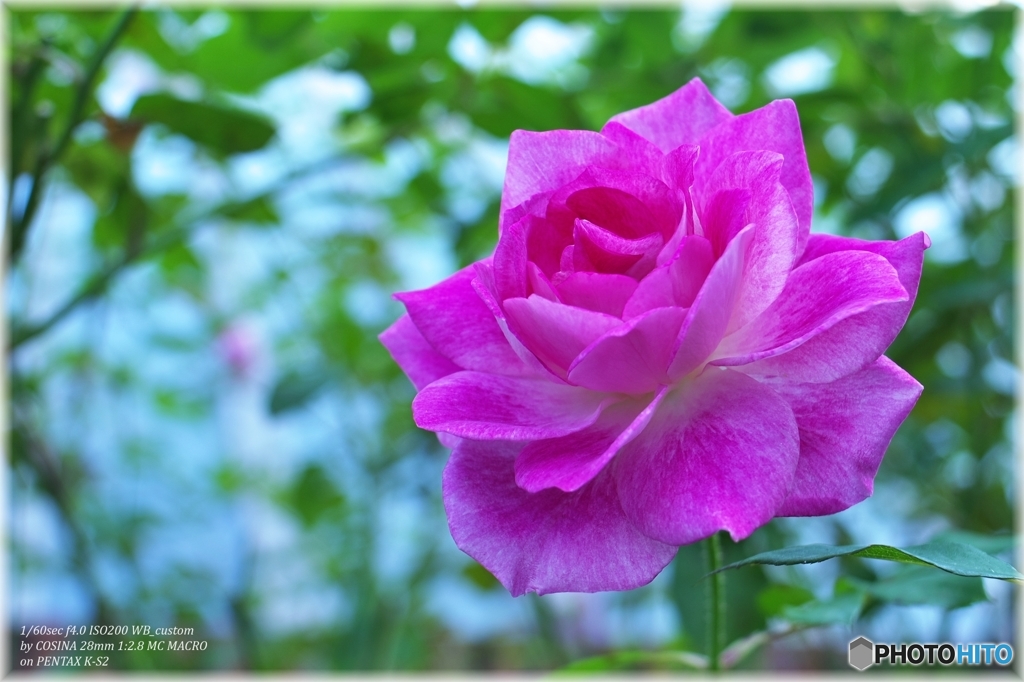 Rose Wind 3