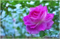 Rose Wind 3