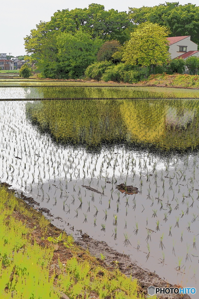 筑波行脚 -田植え-