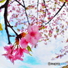 公園の春