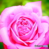 おうち点描 -Rose 2-