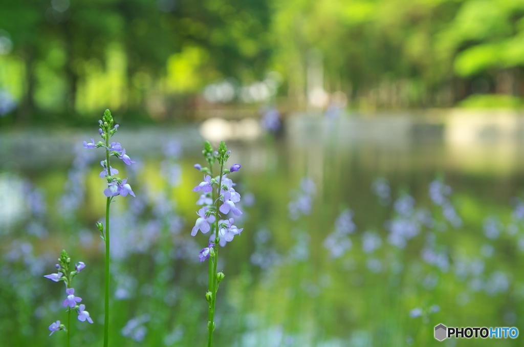 5月の公園