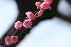 梅