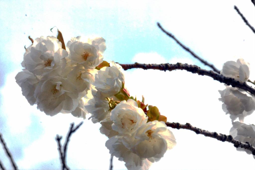 2015年桜