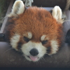 夏バテ