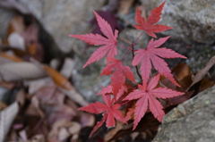 小さな紅葉