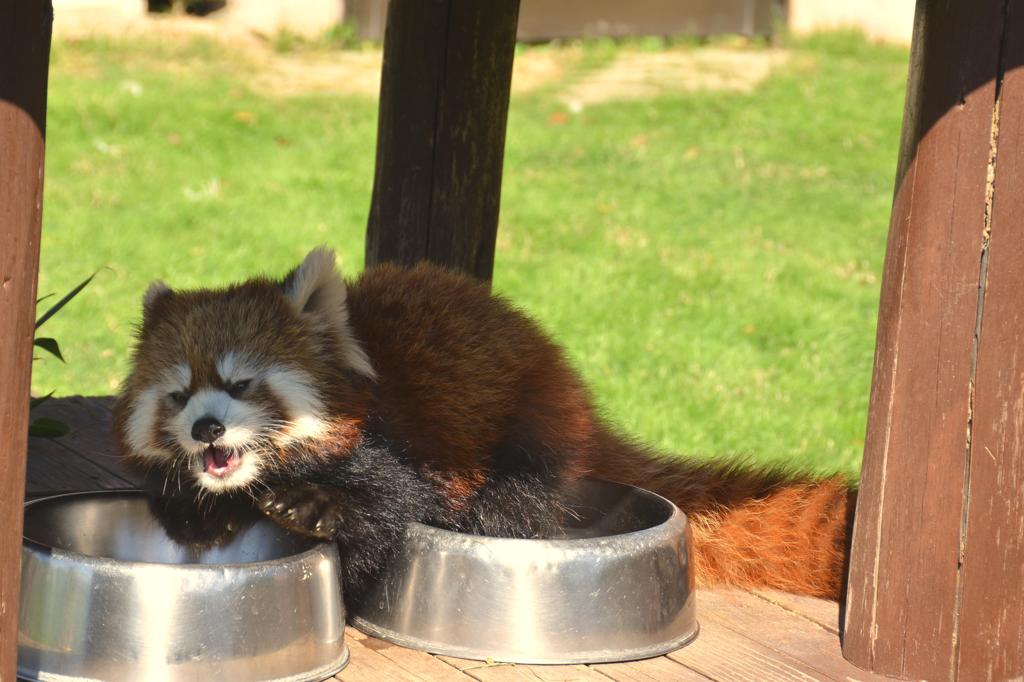 レッサーパンダの赤ちゃん