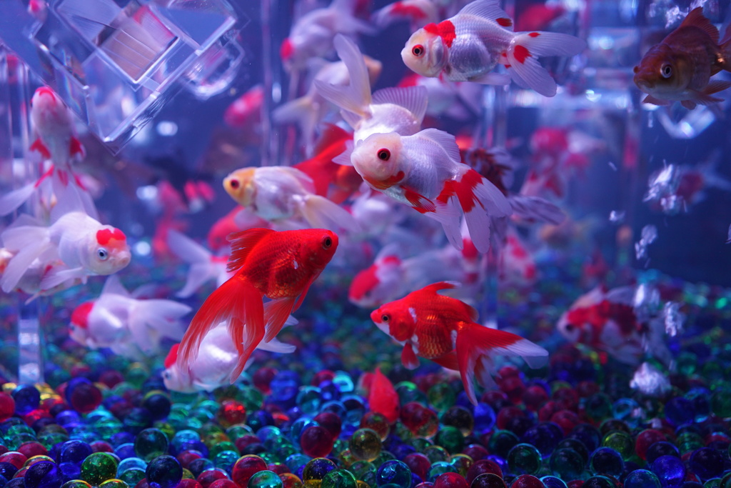 金魚