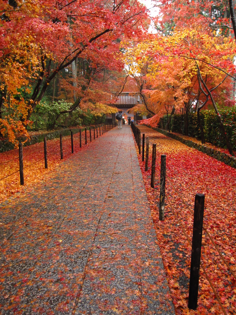 京都の紅葉