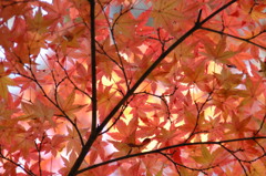 紅葉