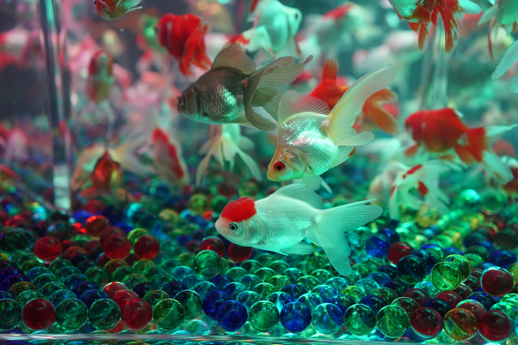 金魚