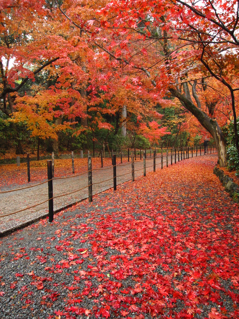 秋の紅葉