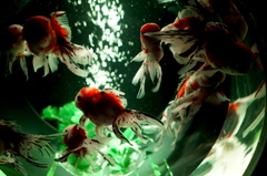 金魚