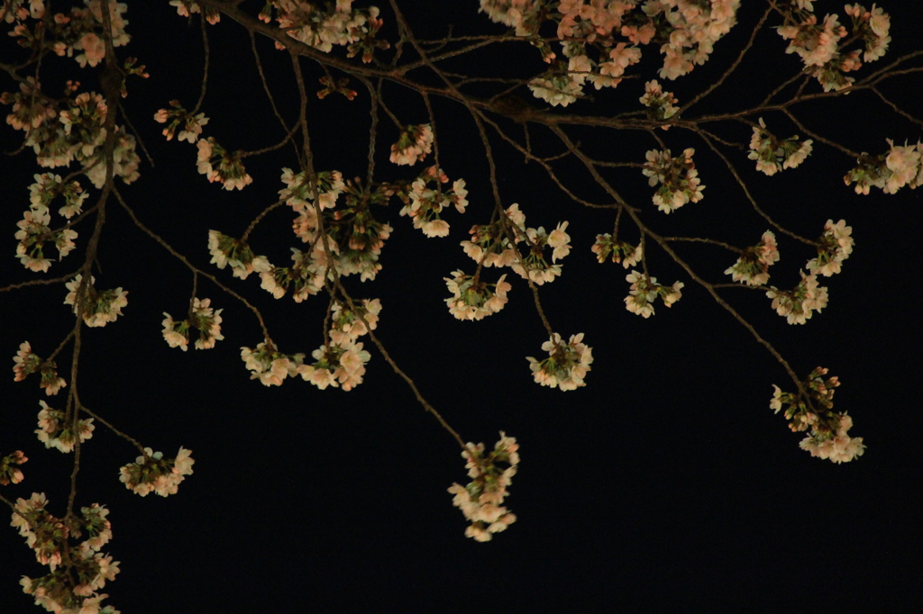 夜桜　枝垂れ桜