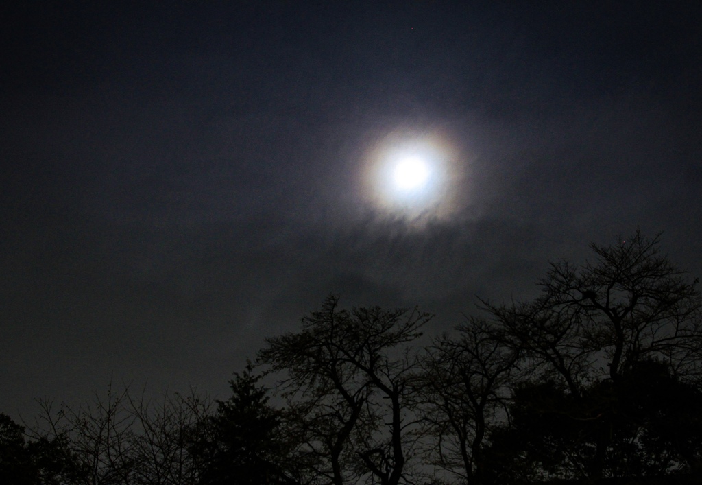 朧月夜