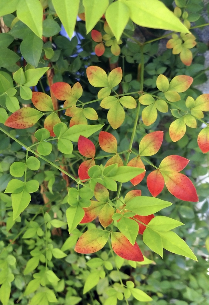 真夏の紅葉 2