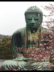 染井吉野の開花に先駆け（大仏様に桜を）