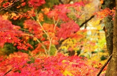 紅葉山