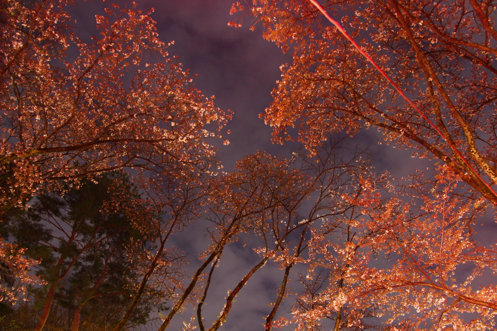 夜桜の楽しみ