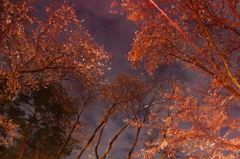 夜桜の楽しみ