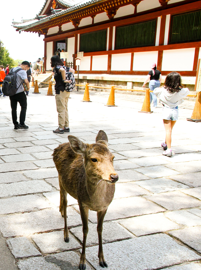 人間と鹿の共存