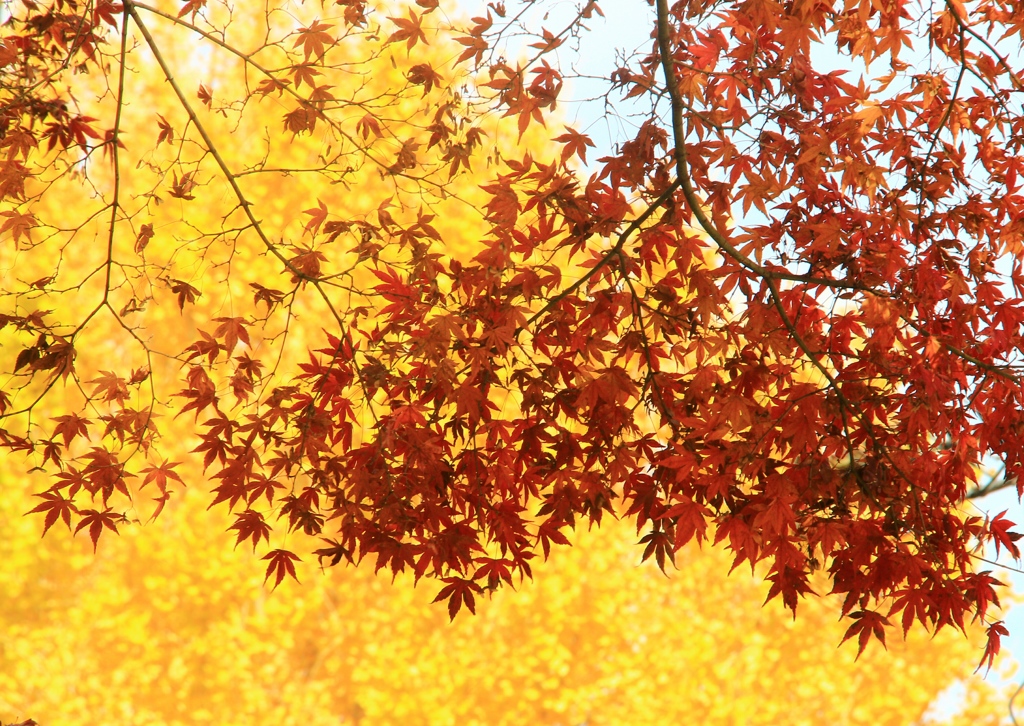 紅葉